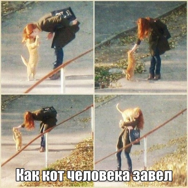 Коты и Кошки