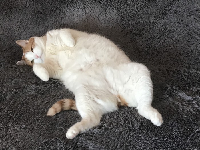 Котовторник