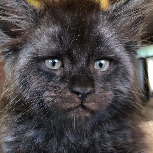 Кот с человеческим лицом