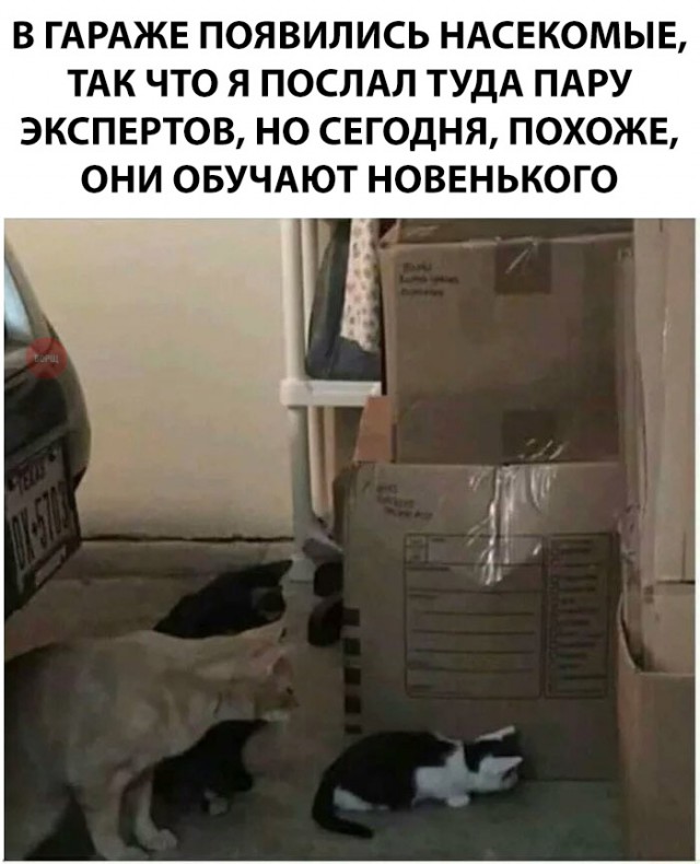 Нестандартный юмор