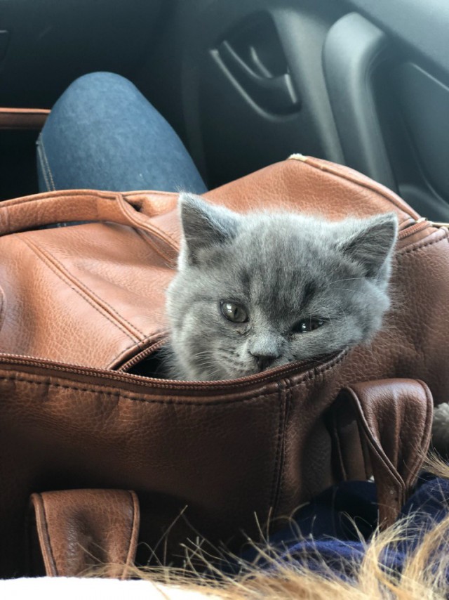 Немного милоты