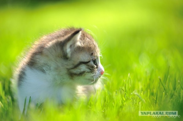 Котятовторник