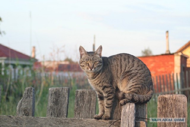 Котовторник с Кузей
