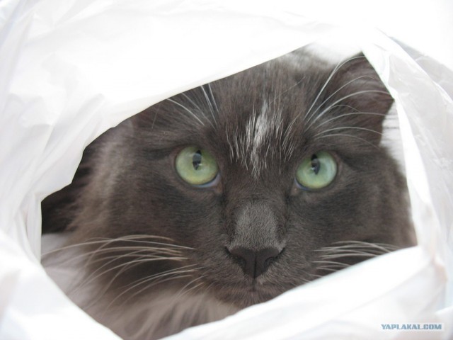 Сонный Котовторник