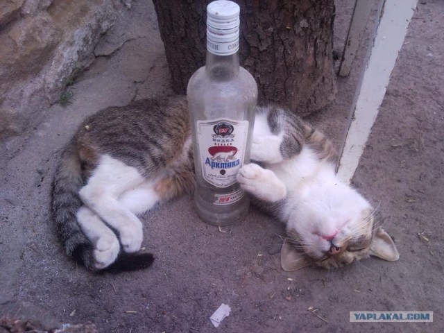 Котовторник в "КотоГетто"