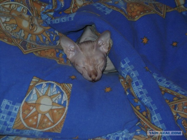 Котовторник 20.12.2011
