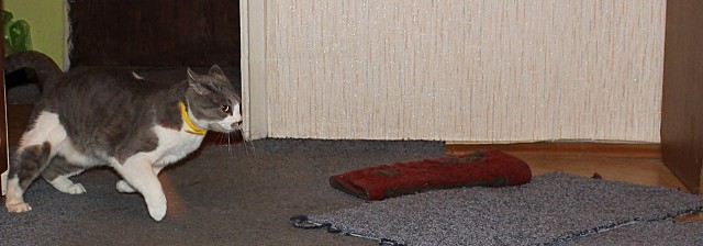 Котовторник 17 января