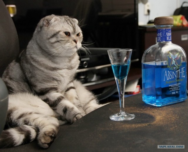 Котовторник (07.02.2012)