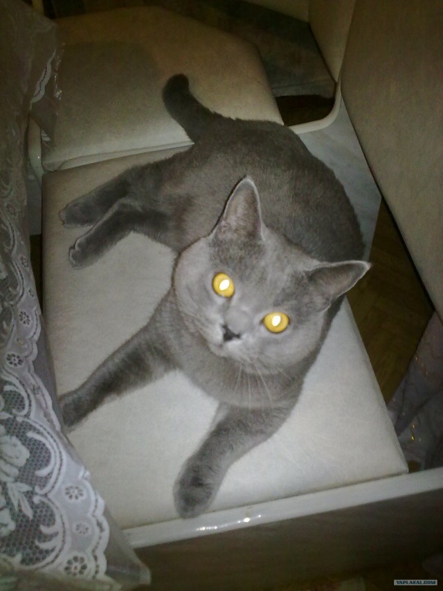 Котовторник! 13.03.2012