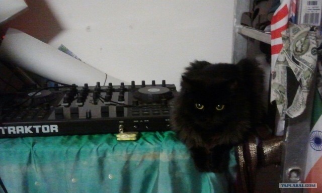 Котовторник 27.03.2012