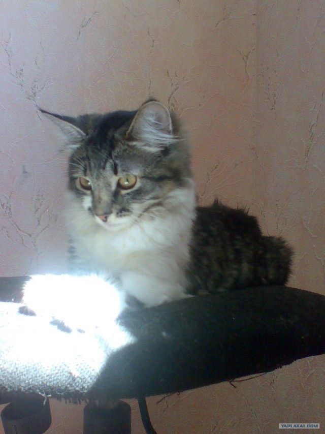 Котовторник  19.06.2012