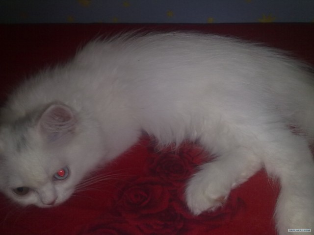 Котовторник 31.07.2012 г.