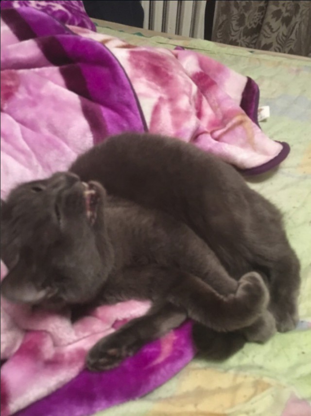 Забавные фото котеек