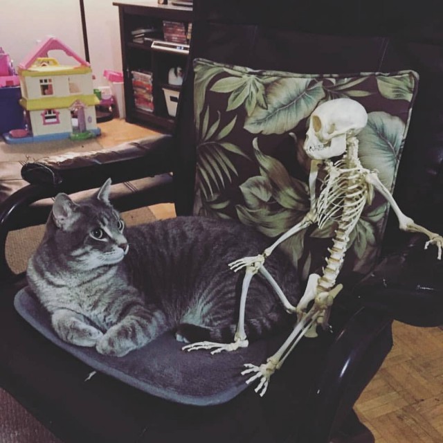 Прикольных котов пост