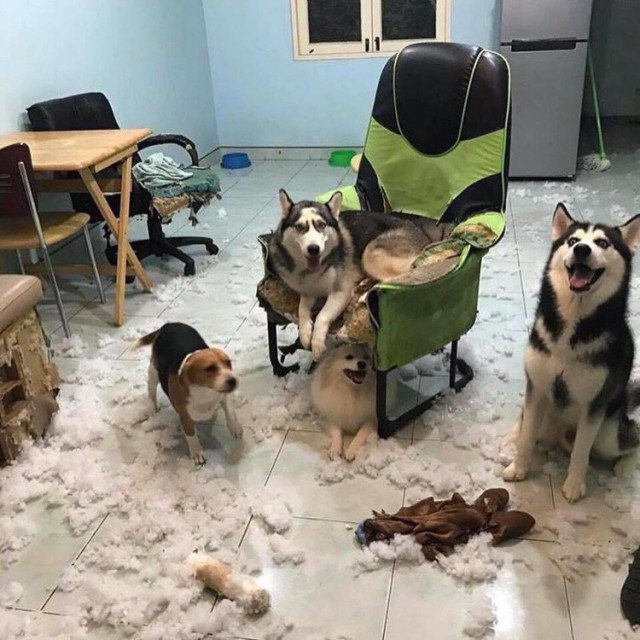 Живность из сети