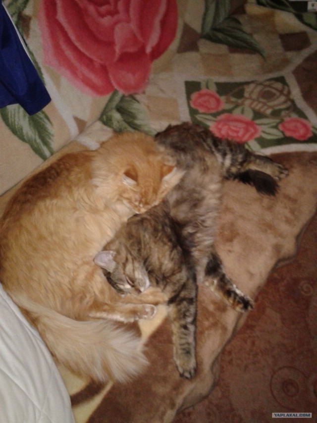Котовторник 29.01.2013