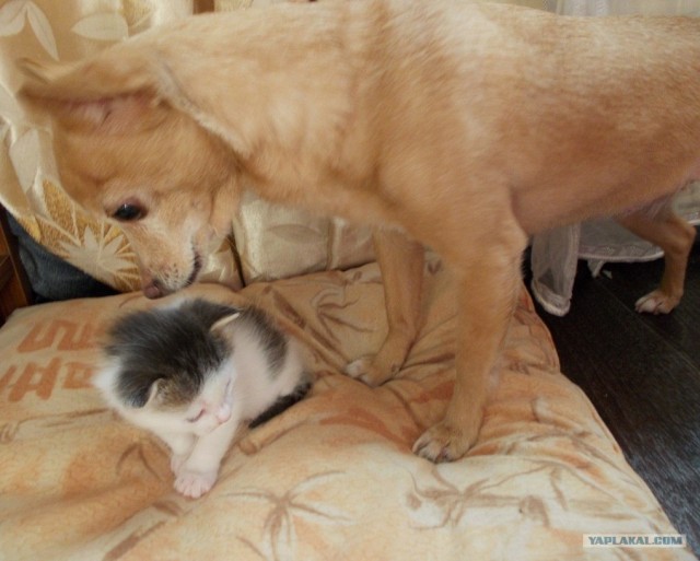 Собакам запретили появляться в общественных местах