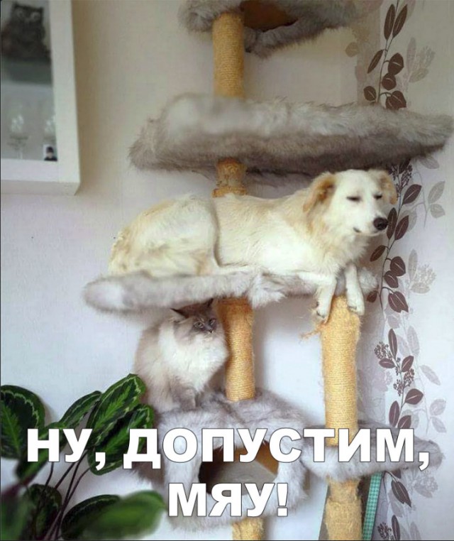 Милые животные. Мимиметр сломался