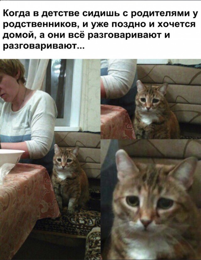 Забавные фото котеек