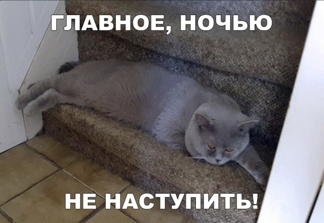 Забавные фото котеек