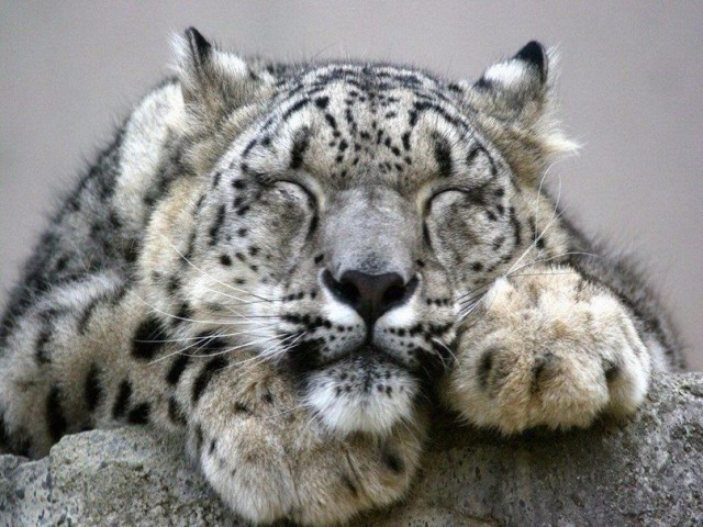 Дикий котовторник 21.05.19