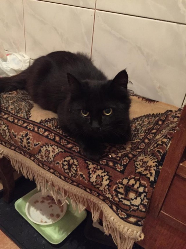 Забавные фото котеек
