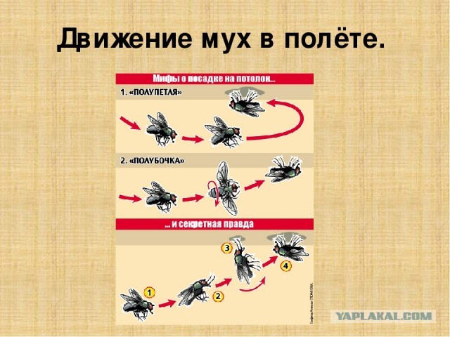 "Взлетит не взлетит". Создание мема о самолете и транспортере