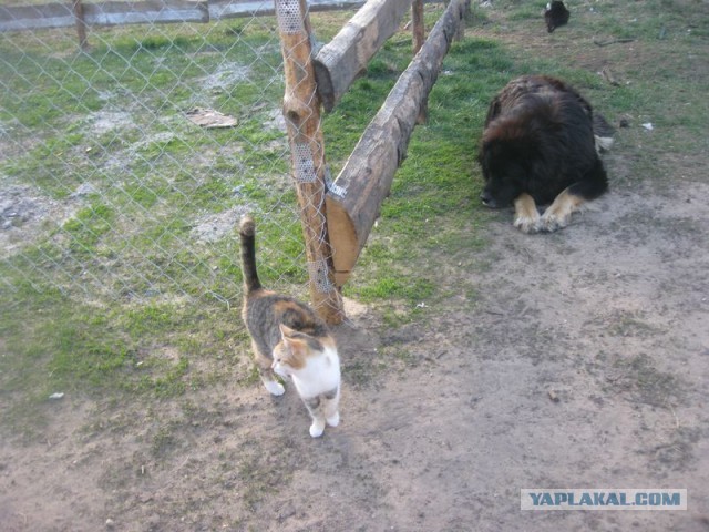 Жизнь домашнего приюта для котеек 287