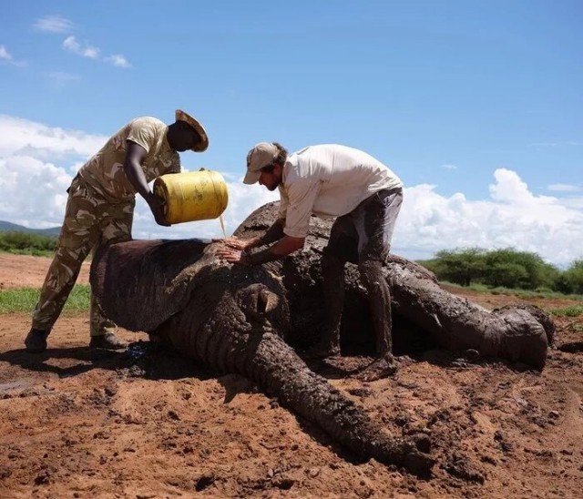 Спасение слоника из грязевой трясины