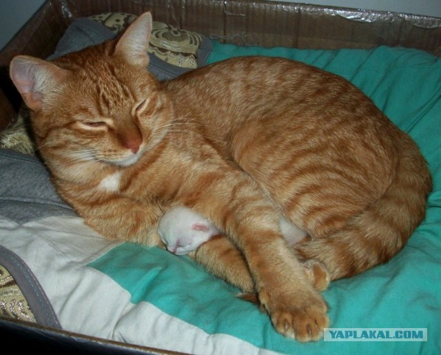 Ну, с котовторником!