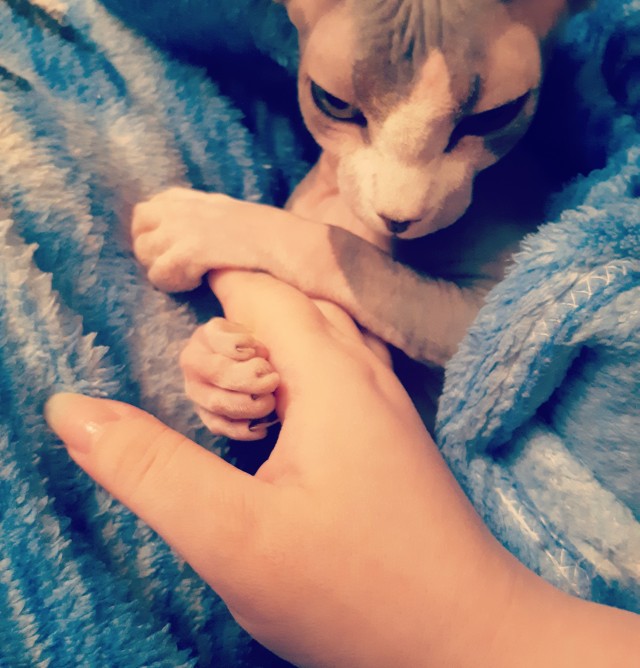 Котовторник 13.10.2020