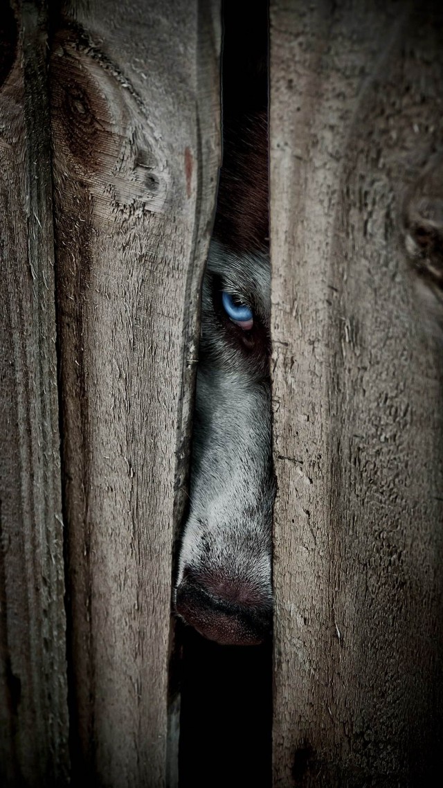 Глазки отдохните: подборка живности всякой