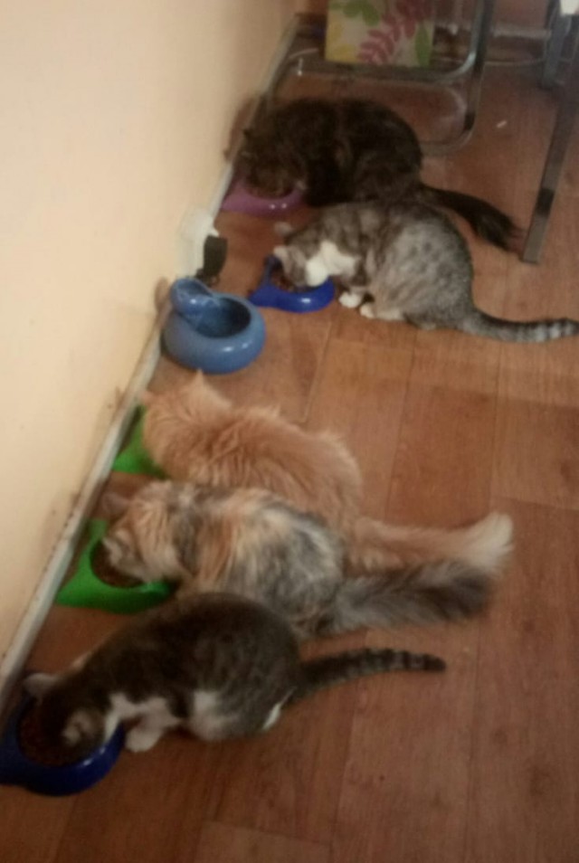 Котовторнику быть!