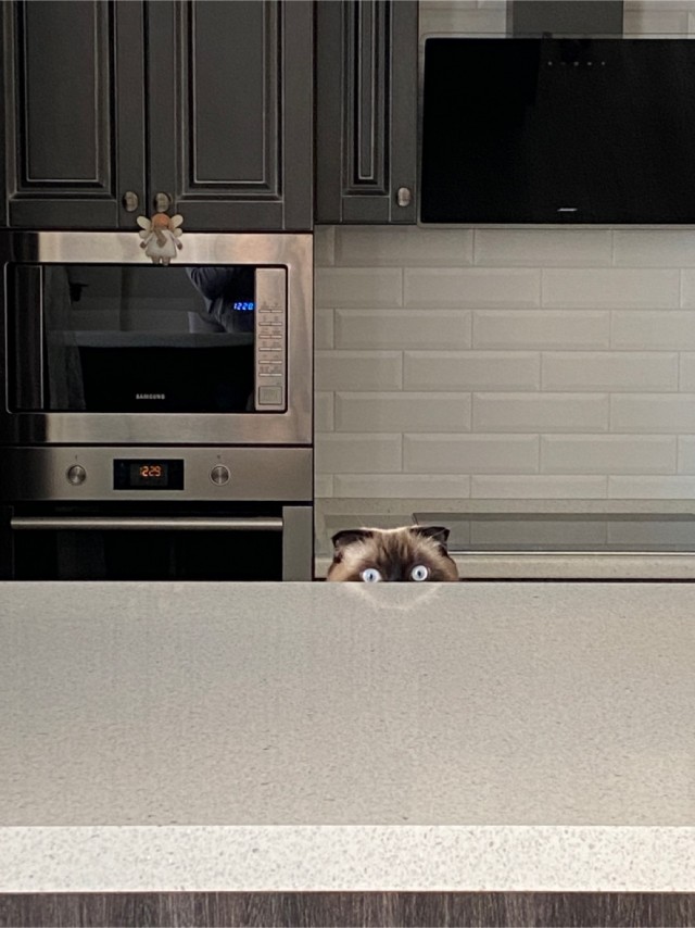 Котовторник же!