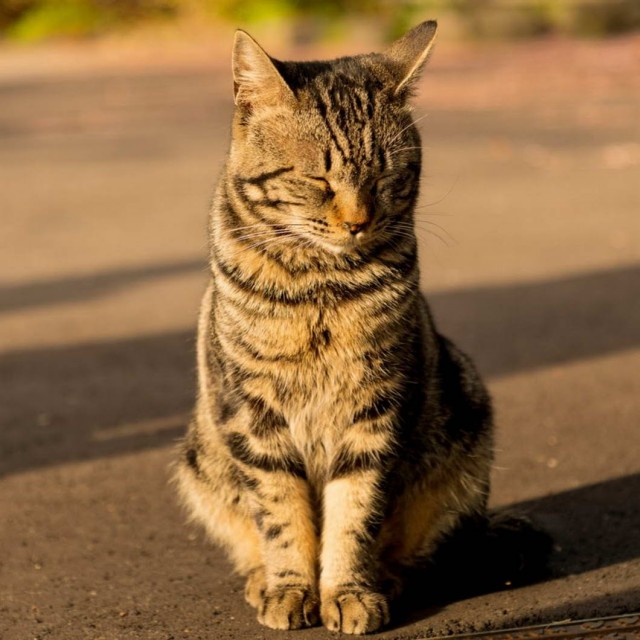 Которник