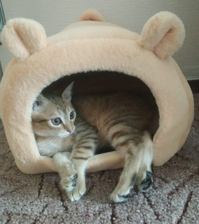 Котовторник же уже наступил?