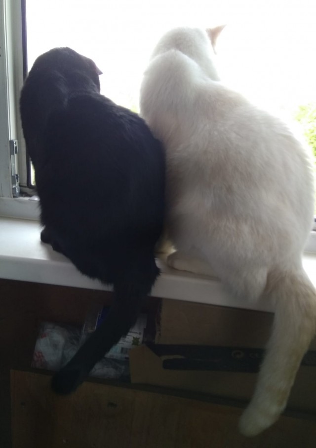 Котовторниковское