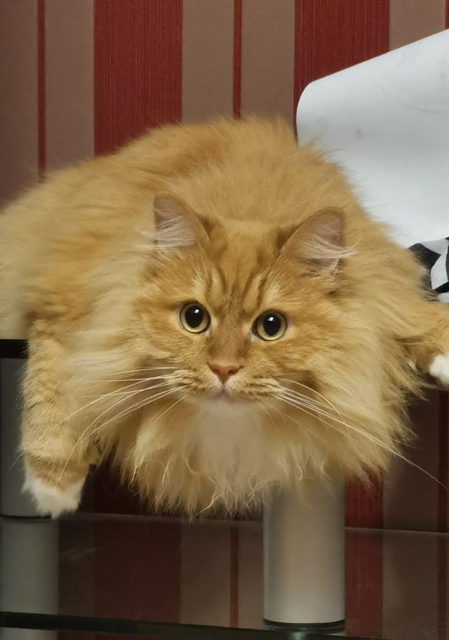 Господа и дамы ЯПа! Котовторник у нас начался! Отойдите от политоты и давайте котиков побольше!