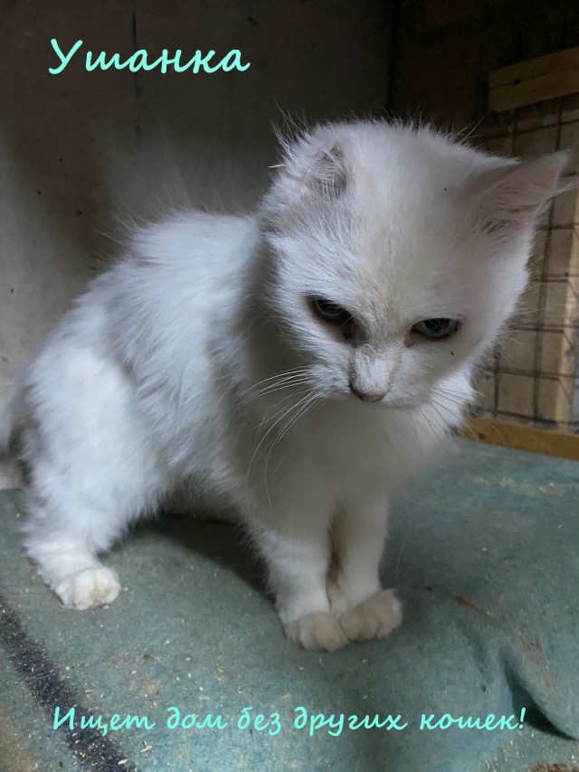 Жизнь домашнего приюта "Котоленд" 330