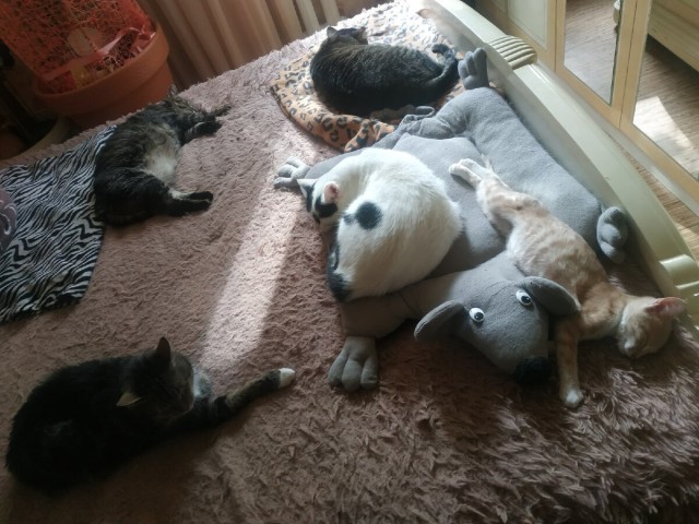 Котики в беде