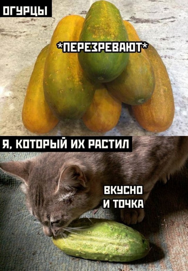 Картинки и мемы из Сети 24.07.22