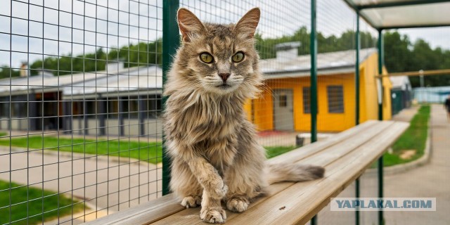 Центр реабилитации бездомных животных. Как стать опекуном и зачем "приемным родителям" уходить в декрет