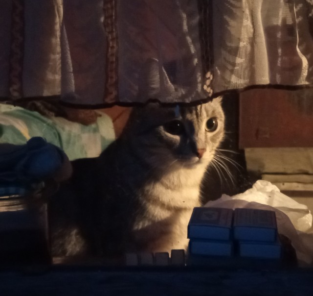 Котовторник 1.11.22