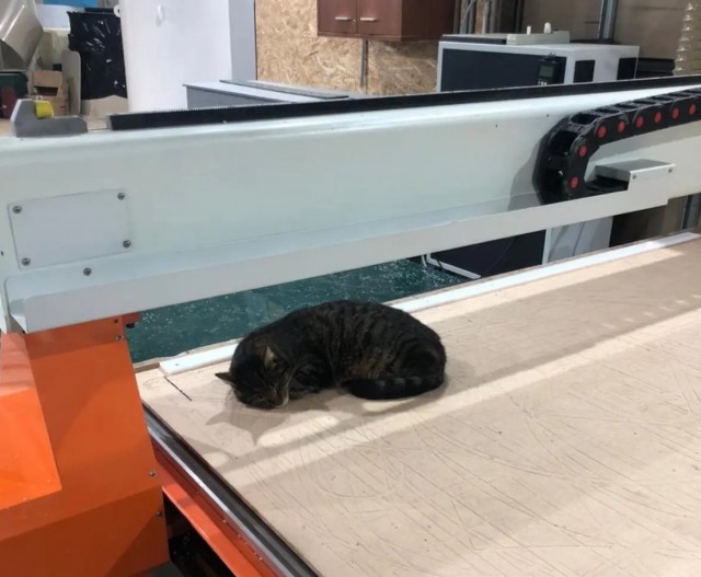 Коты - мастера на все лапы
