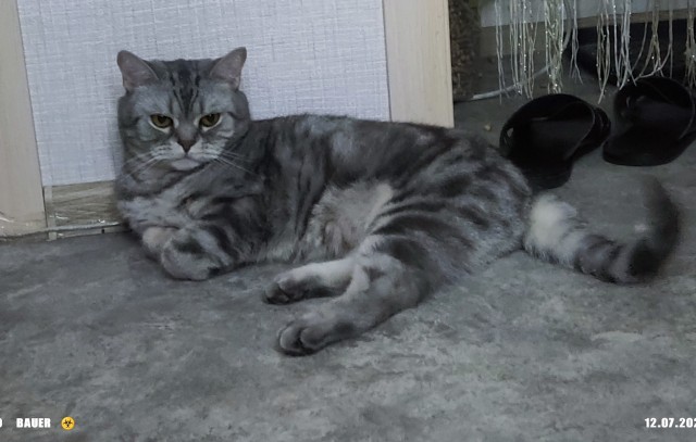 Начинаем котофторник?