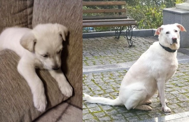 Эх, собакочетверг же
