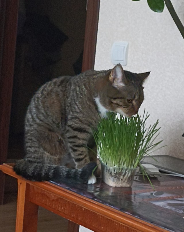С котовторником ЯПовцы