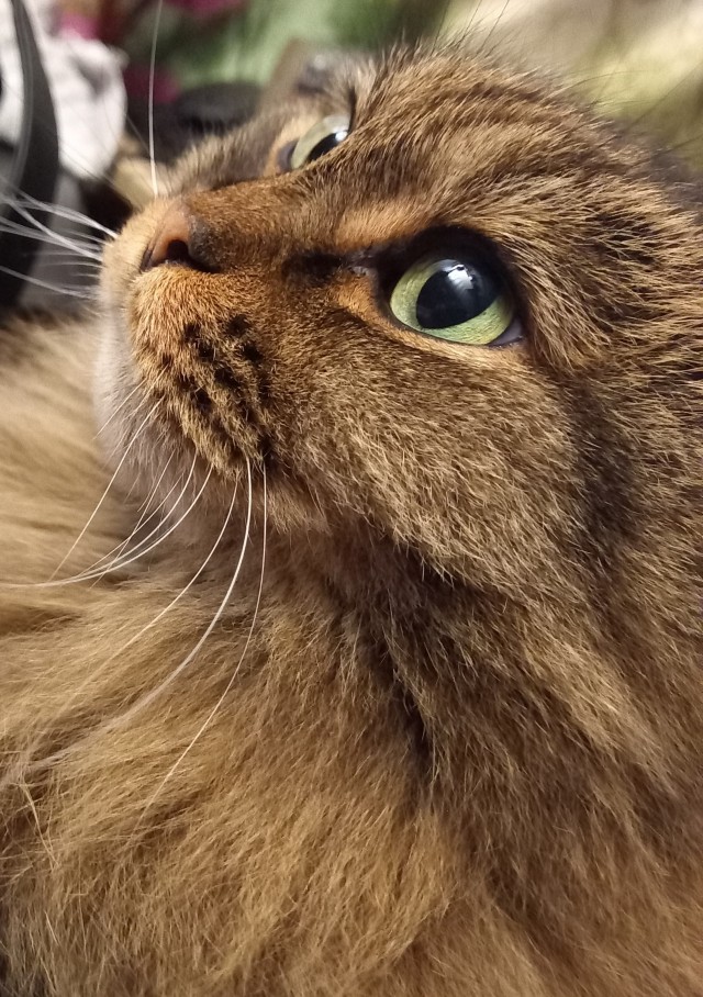 Котовторник!