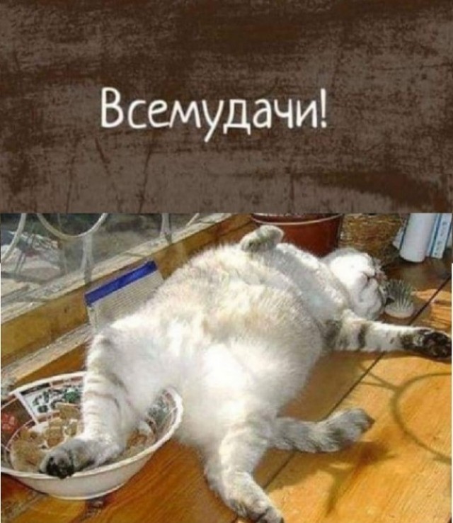 Котовторник в картинках