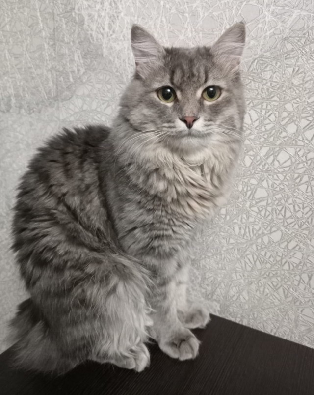 Котовторник!